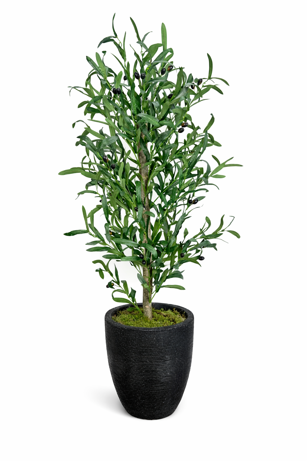 küçük zeytin ağacı