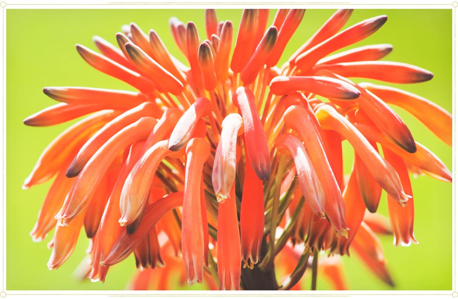 Aloe Vera Bitki Bakım Kılavuzu