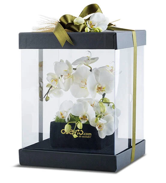 Rengarenk Orkide Çiçeklerinin Anlamları Neler?