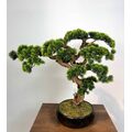 Yapay Küçük Bonsai Ağacı Detay Fotoğrafı