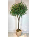 2.5 mt Zeytin Ağacı gövde detayı