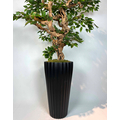 Yapay Ficus Bonzai Ağacı g&ouml;vde g&ouml;r&uuml;n&uuml;m&uuml;
