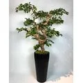 Yapay Ficus Bonzai Ağacı genel g&ouml;r&uuml;n&uuml;m&uuml;