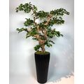 Yapay Ficus Bonzai Ağacı genel g&ouml;r&uuml;n&uuml;m&uuml;