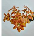 Schefflera (Şeflera) Çiçeği Çeşitleri Turuncu