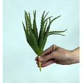 Yapay Aloe Vera Fanus Bitkileri - Yapay Çiçek