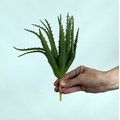 Yapay Aloe Vera Fanus Bitkileri - Yapay Çiçek