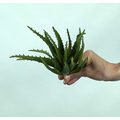 Yapay Aloe Vera Fanus Bitkileri - Yapay Çiçek