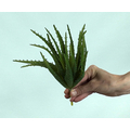 Yapay Aloe Vera Fanus Bitkileri - Yapay Çiçek