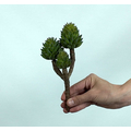 Crassula Tetragona Skulent