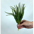 Yapay Aloe Vera Fanus Bitkileri - Yapay Çiçek