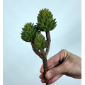 Crassula Tetragona Skulent