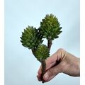 Crassula Tetragona Skulent