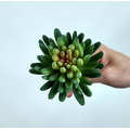 Sedum Minor Blam Sukulent