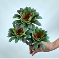 Sedum Minor Blam Sukulent