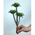Sedum Minor Blam Sukulent