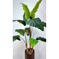 Alocasia Fil Kulağı Yapay Ağaç yaprak detayı