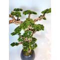 1.50 Mt Dekoratif Yapay Bonsai Ağacı