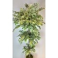 Yapay Ficus Ağacı