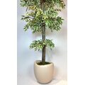 Yapay Ficus Ağacı
