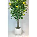 1.80 Mt. Yapay Limon Ağacı