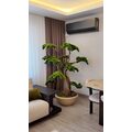 Villa Dekorasyonu İçin Bonsai Ağacı görünümü