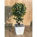 Minik Saksıda Ağa&ccedil; 35 cm