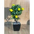Saksıda Limon Ağacı 35 cm