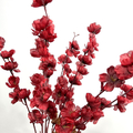Bordo Bahar Dalı