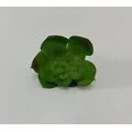 Skulent K&uuml;&ccedil;&uuml;k &Ccedil;i&ccedil;ekler