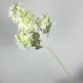 Erguvan
