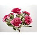 Pembe Küçük Şakayık