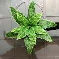 Yapay Fil Kulağı Bitkisi - Alocasia
