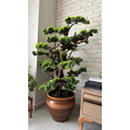 Yapay Bonsai (Bonzai) Ağacı 1.80 Mt M&uuml;şteri Resimleri 2