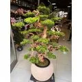 Yapay Bonsai (Bonzai) Ağacı 1.80 Mt Detay Fotoğrafı
