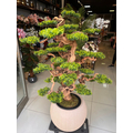 Yapay Bonsai (Bonzai) Ağacı 1.60 Mt Detay Fotoğrafı
