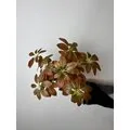 Schefflera (Şeflera) &Ccedil;i&ccedil;eği &Ccedil;eşitleri Kahve