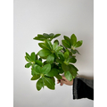 Schefflera (Şeflera) &Ccedil;i&ccedil;ekli