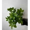 Schefflera (Şeflera) &Ccedil;i&ccedil;eği &Ccedil;eşitleri