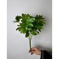 Schefflera (Şeflera) &Ccedil;i&ccedil;eği