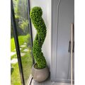 spiral şimşir ağacı detay fotoğrafı