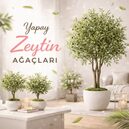 Zeytin Ağacı