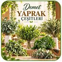 Demet Yaprak &Ccedil;eşitleri