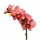 yapay orkide