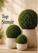 yapay top şimşir ürünleri