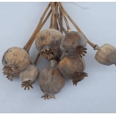 Doğal Haşhaş Otu - Dogal Papaver Kuru Çiçek - 1722