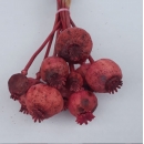 Pembe Haşhaş Otu - Dogal Papaver Kuru Çiçek - 1720