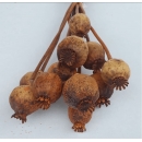 Turuncu Haşhaş Otu - Dogal Papaver Kuru Çiçek - 1724