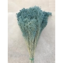 Mavi Blom Blom - BROOM BLOOM - Kuru Çiçek - 1608