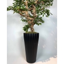 Yapay Ficus Bonzai Ağacı gövde görünümü